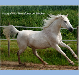 Fotografie im Hause Schober für den Bereich Tiernahrung
