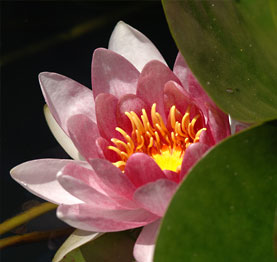 Design und Fotografie Bereich Folienverpackungen Gartenbereich