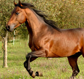 Fotografie im Hause Schober für den Bereich Tiernahrung
