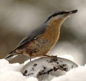 Fotografie Verpackungsentwicklung Bereich flexible Automatenfolien Tiernahrung
