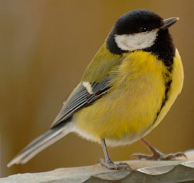 Fotografie Verpackungsentwicklung Bereich flexible Automatenfolien Tiernahrung
